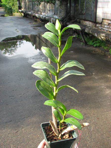 Dendrobium Dawn Marie.jpg