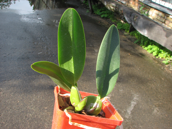 Cuitlauzina pendulum.jpg