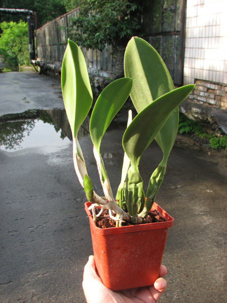 Laelia anceps guerrero x Laelia sincorana.jpg