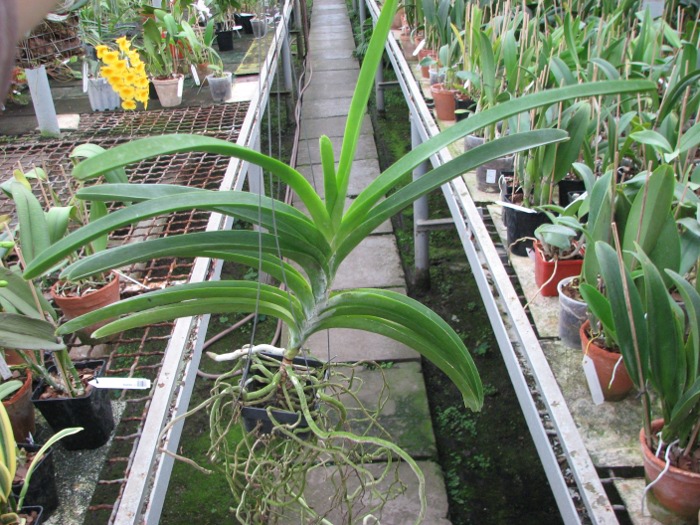Vanda Kultana gold x Vanda Pat's Delight.JPG