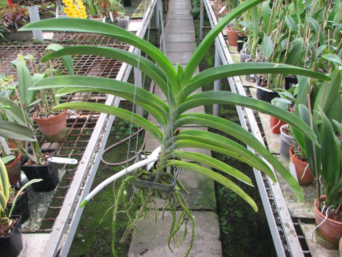 Vanda Pimsai x Vanda Tarab Waxy.JPG