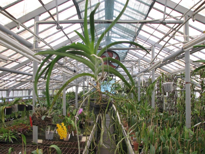 Vanda Chaiya x Vanda Sankamphaeng.JPG