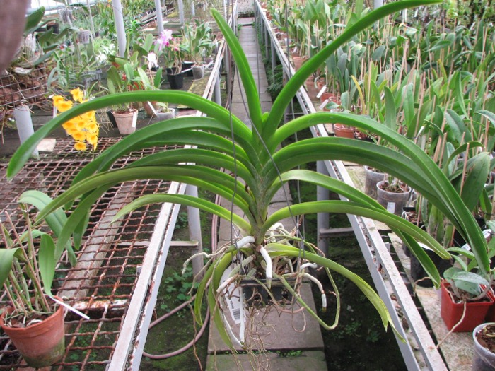 Ascocenda Kulwadee Black.JPG