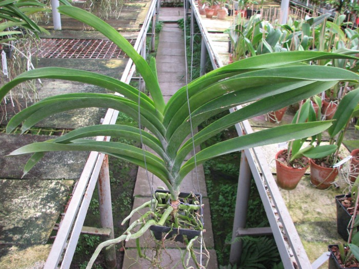 Vanda Similan x Vanda Dr. Anek.JPG