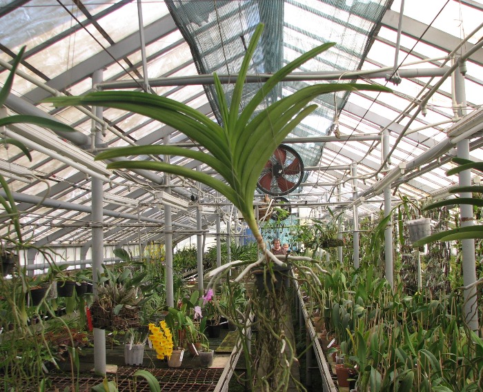 Vanda Madame Rattana x Vanda Faye Bennett x Vanda Bits Hearthrop.JPG