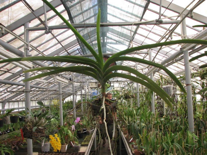 Vanda Vivan x Vanda Chavananonda x Ascocenda Suksamran Spot.JPG