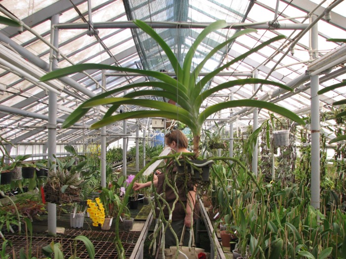 Vanda Vivan x Ascocenda Suksamran Gold.JPG