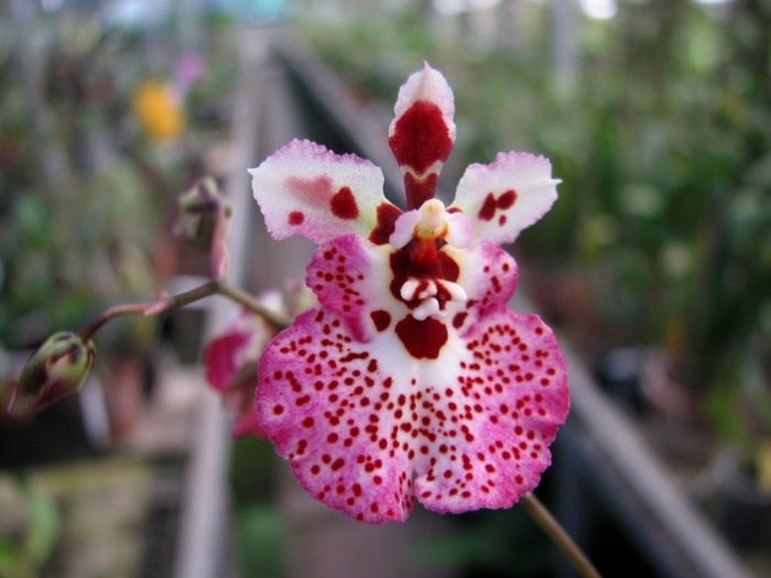 Oncidium (Tolumnia) hybrids.JPG
