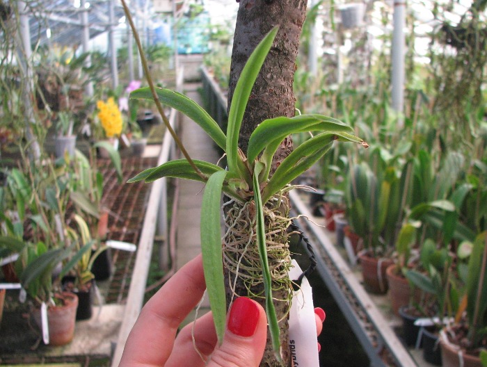 Oncidium (Tolumnia) hybrids .JPG