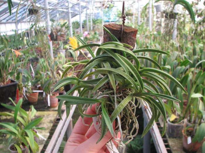 Neofinetia falcata.JPG
