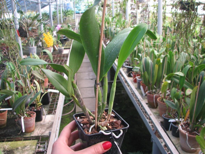 Epicattleya Siam Jade 'Avo' (Cattleya Penny Kuroda x Epicattleya Vienna Woods).JPG