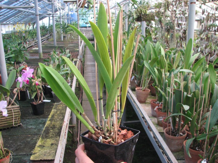 Brassocattleya Saint Andre (Cattleya dowiana aurea x Brassavola nodosa).JPG