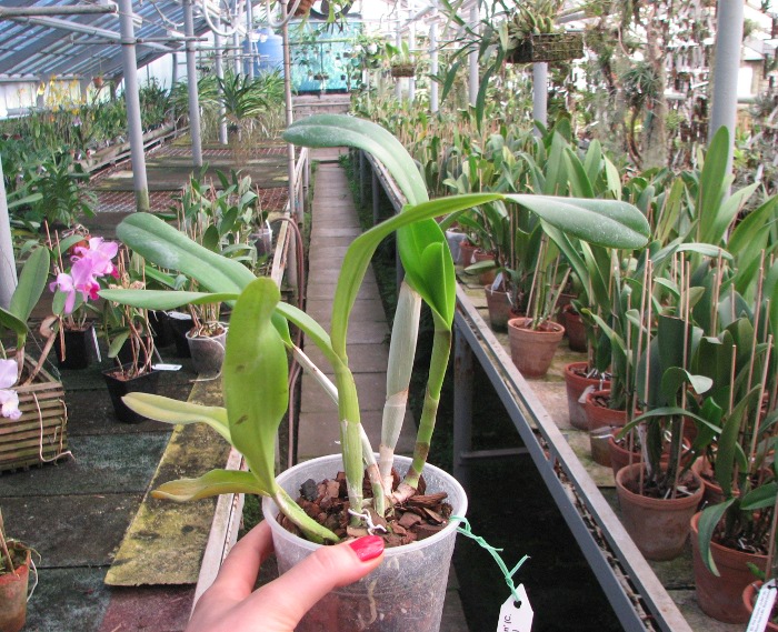 Brassocattleya Angel Lace 'Perfection' (Cattleya Little Angel x Brassavola digbyana).JPG