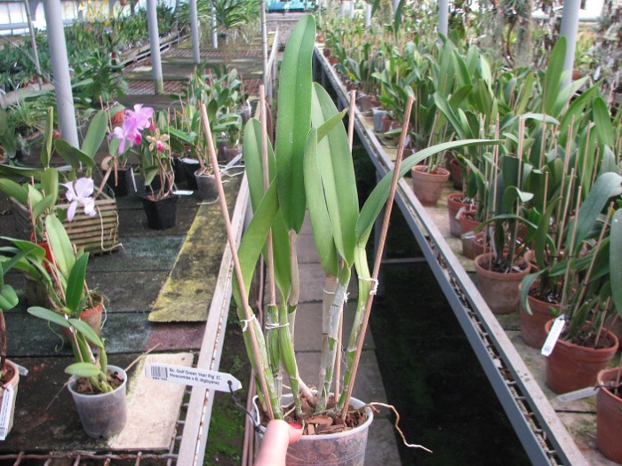 Brassocattleya Golf Green 'Hair Pig' (Cattleya Moscombe x Brassavola digbyana).JPG