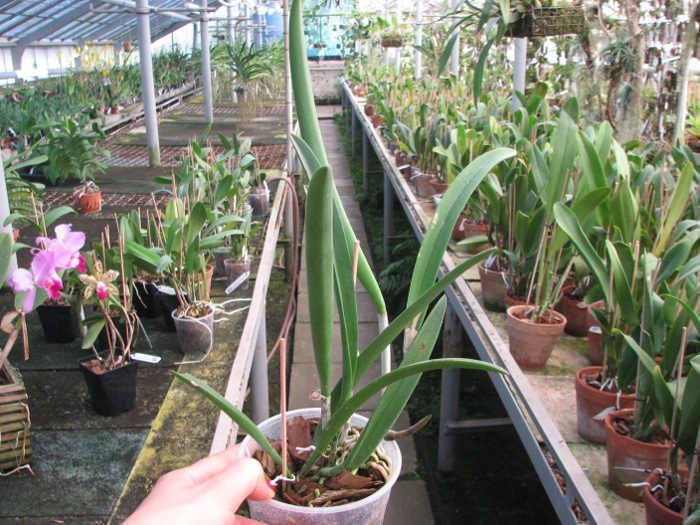 Brassavola Jiminy Cricket 'Superbug' (Brassavola nodosa x Rhyncholaelia digbyana).JPG