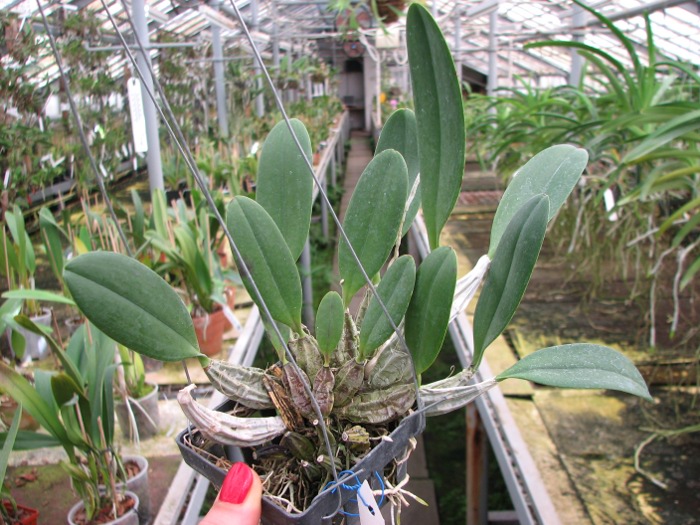 Dendrobium aggregatum.JPG