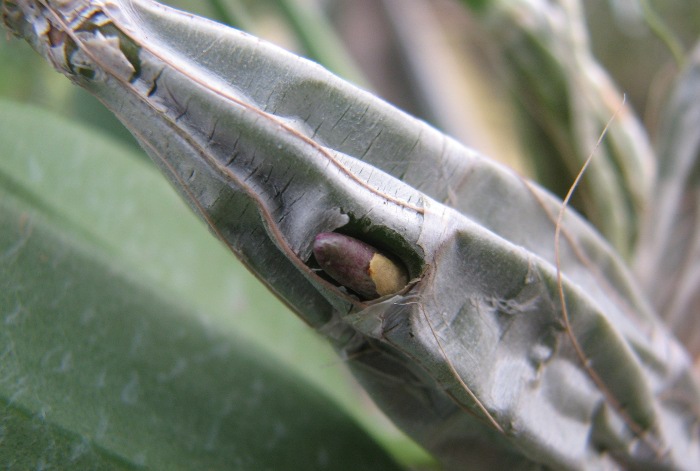 Dendrobium aggregatum .JPG