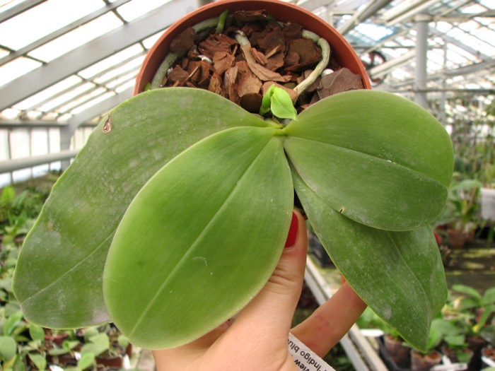 Phalaenopsis Samera 'Blue'.JPG