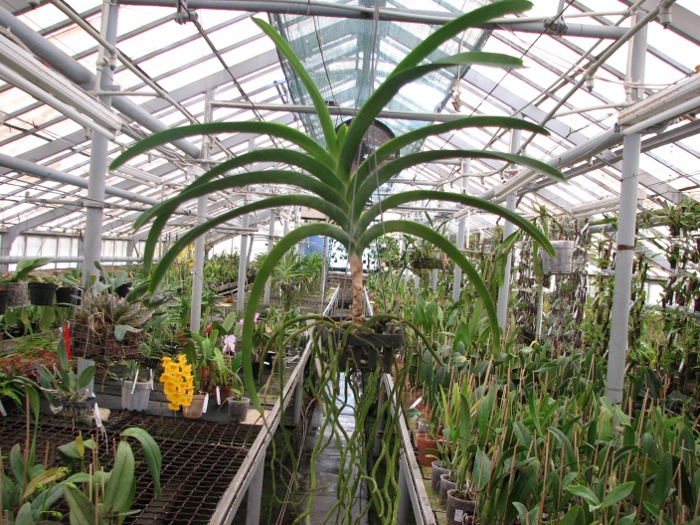 Vanda Taweewan x Pornpimol.JPG