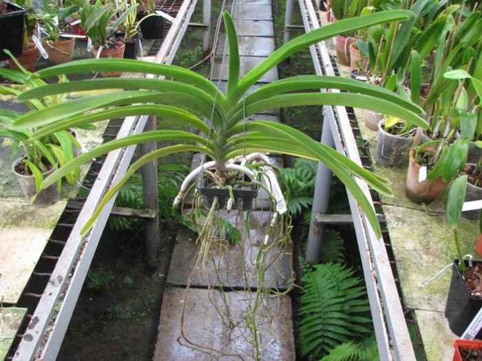 Vanda Boonchoosand x Vanda Bitz's Heartthrob.JPG