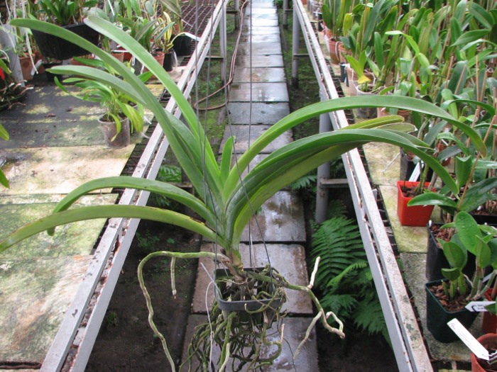 Vanda Robert Delight 'Pink Diamond'.JPG