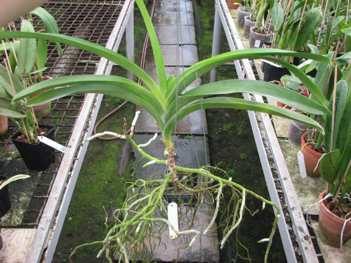 Vanda Suwapee x Vanda Dr. Anek.JPG