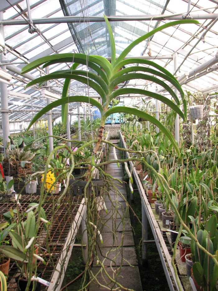 Vanda Rasri Gold x Vanda tessellata.JPG