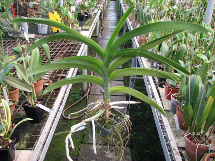 Vanda Kultana Ruby x Vanda Mimi Palmer.JPG