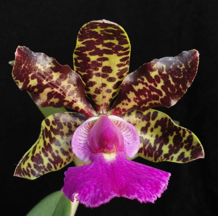 Cattleya aclandiae .jpg