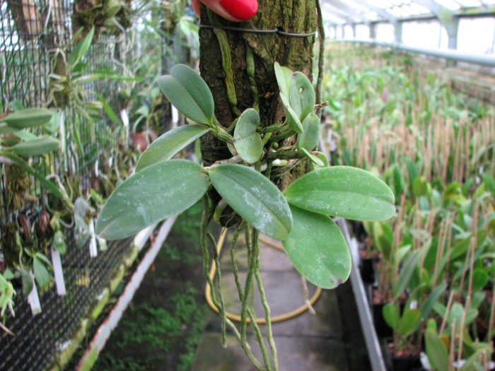 Cattleya aclandiae.JPG