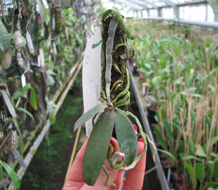 Phalaenopsis lindenii.JPG