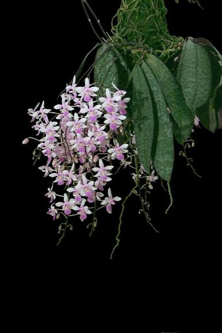 Phalaenopsis lindenii .jpg