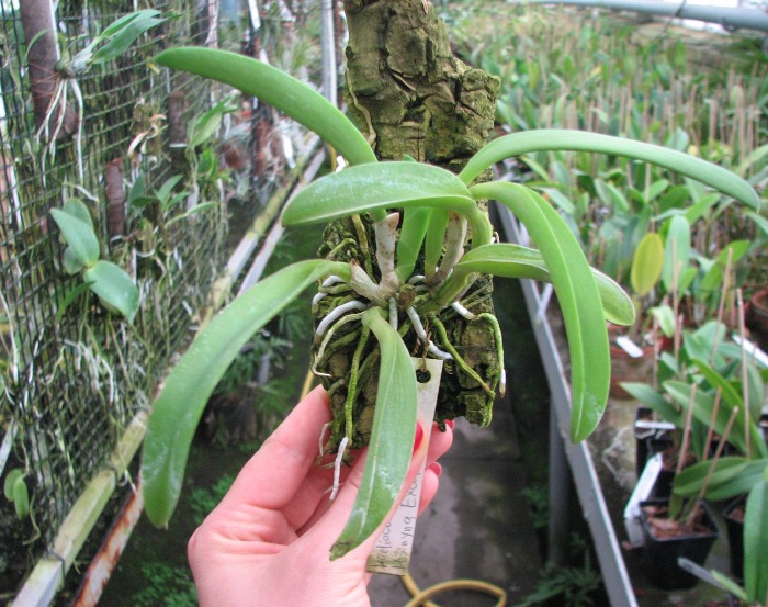 Laeliocattleya Hsinying Ezcell 'D'.JPG