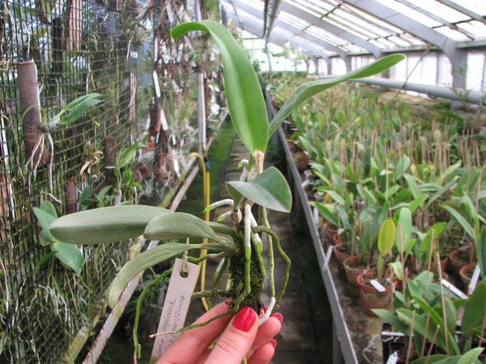 Laelia jongheana alba (Z-88) x Laelia jongheana suavissima.JPG