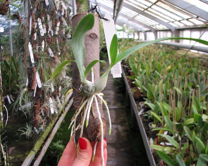 Encyclia mariae x citrina.JPG