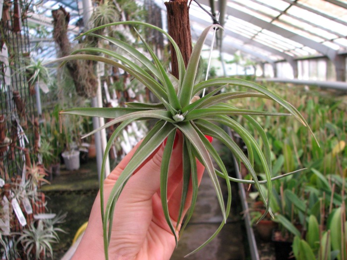 Tillandsia velutina.JPG