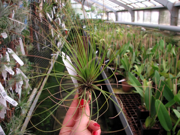 Tillandsia juncea red-green.JPG