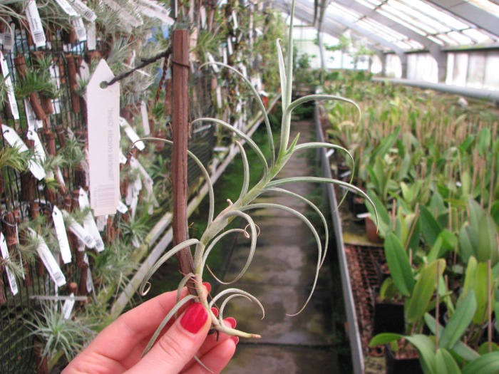 Tillandsia crocata 'Giant'.JPG