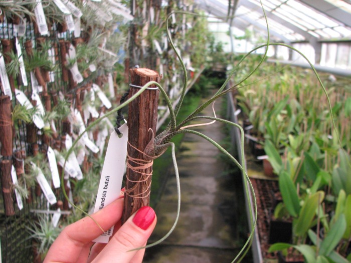 Tillandsia butzii.JPG