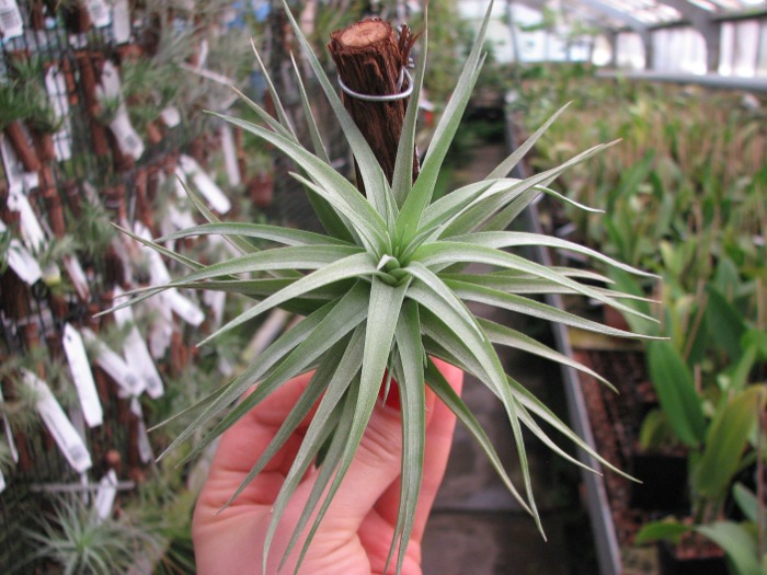 Tillandsia aeranthos (large).JPG