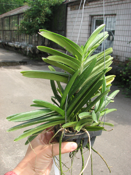 Ascocentrum miniatum.jpg