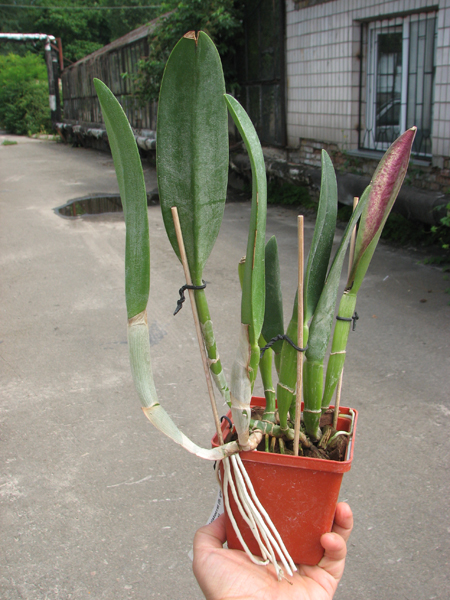 Brassavola Aristocrat (Brassavola glauca x digbyana).jpg
