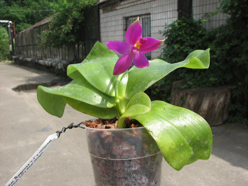 Phalaenopsis (speciosa 'c-1' x violacea) x Phalaenopsis LD's Bear Queen.jpg