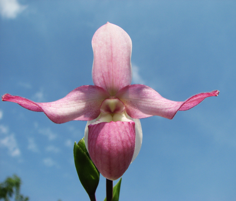 Phragmipedium schlimii.jpg