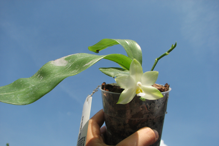 Phalaenopsis violacea alba.jpg