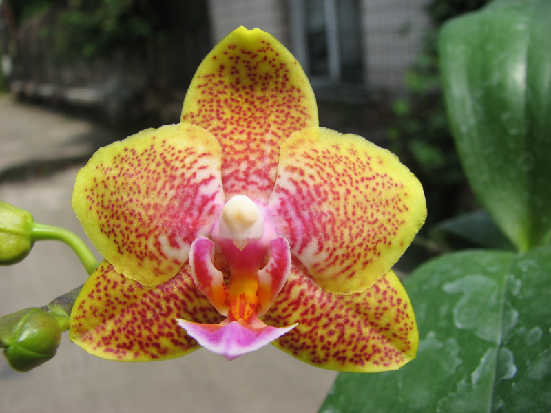 Phalaenopsis Nobby's Pumpkir 'JA4'.jpg