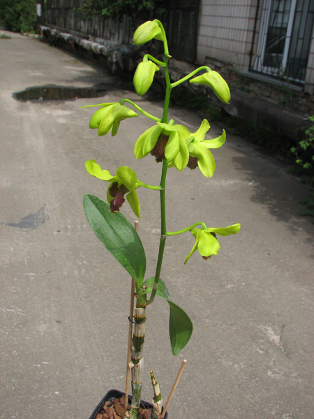 Dendrobium Airy Gold Spread.jpg