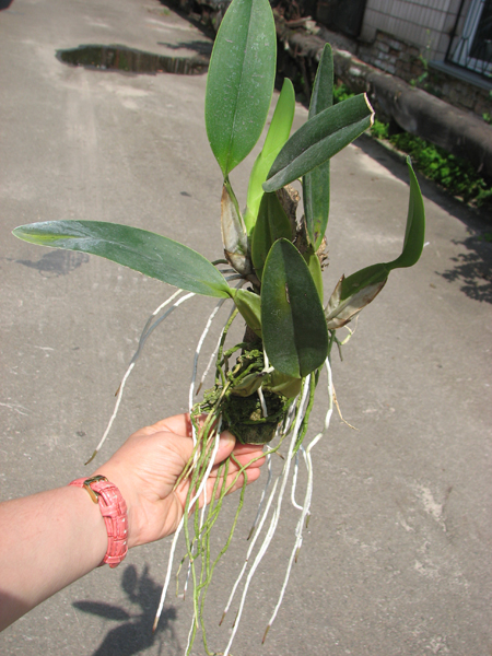 Laelia anceps guerrero x Laelia rubescens.jpg