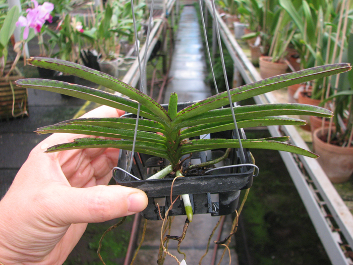 Ascocentrum miniatum.jpg