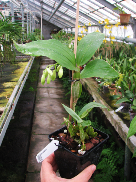 Dendrobium sulcatum.jpg